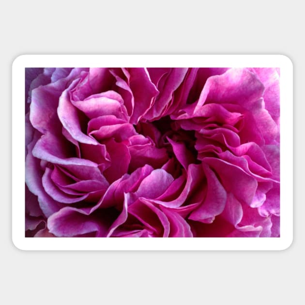Rose petals Sticker by avrilharris